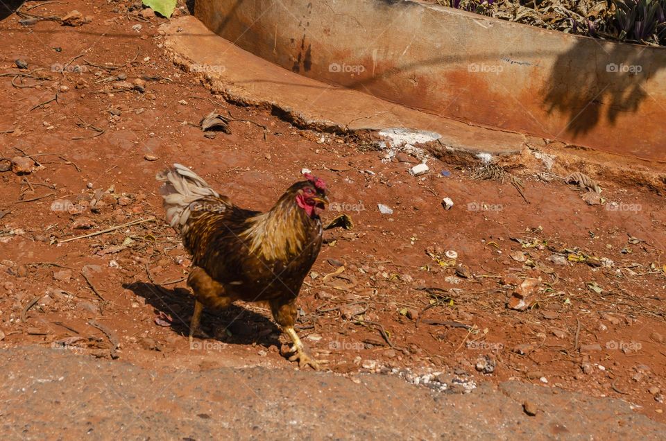 Common Fowl Running On The Road