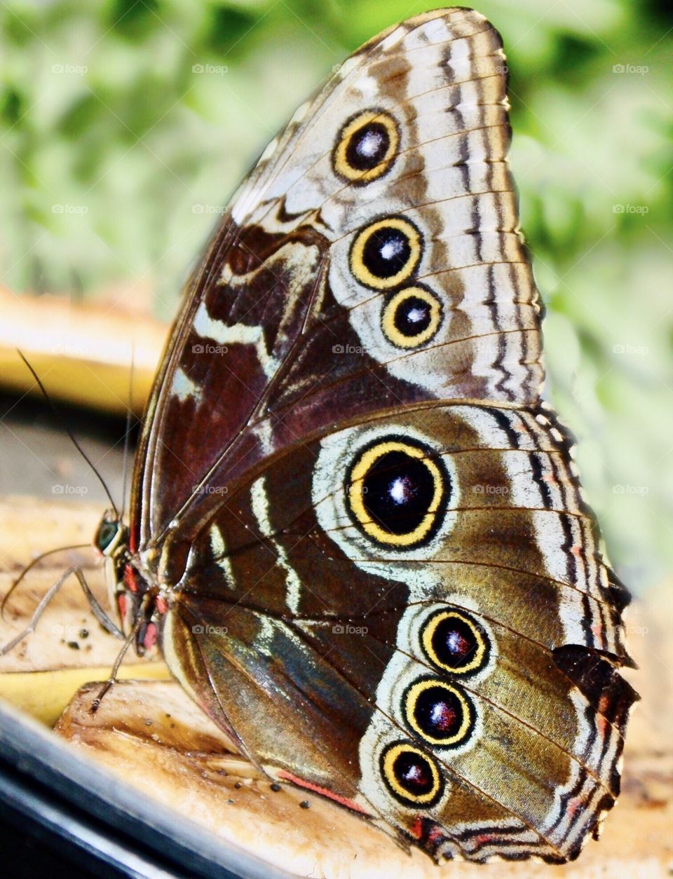 Butterfly closeup - beautiful round patterns on wings 