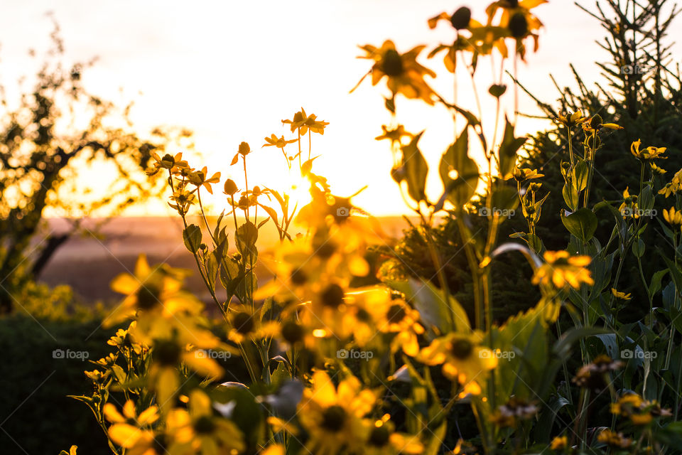 fall, sunset