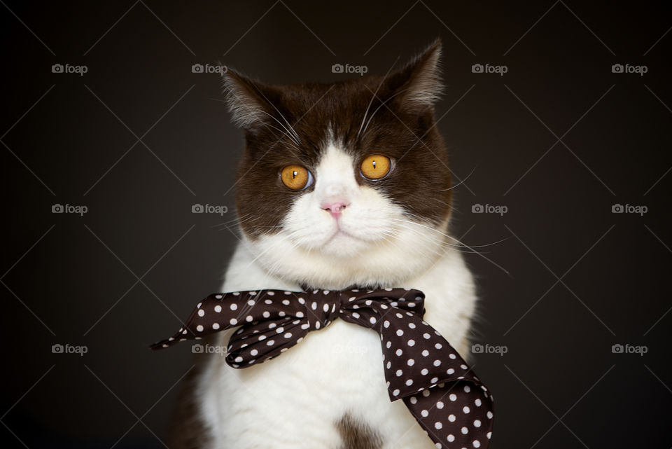 British shorthair cat with neck tie