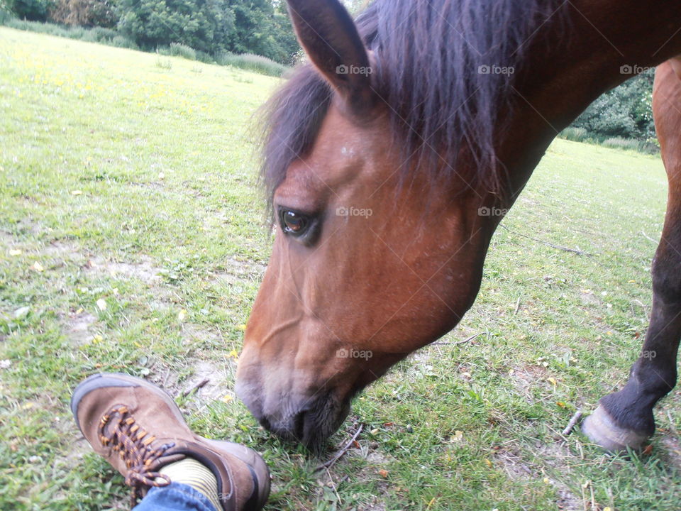 A Friendly  Brown Horse