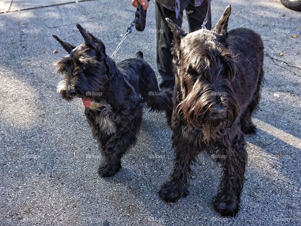 High angle view of dogs on street