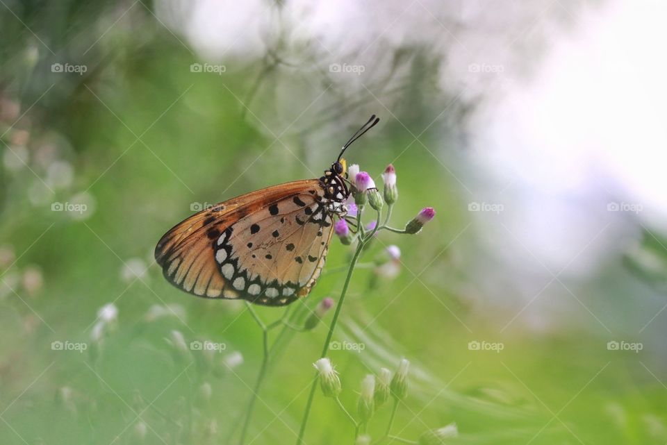 butterfly in the springs bokeh