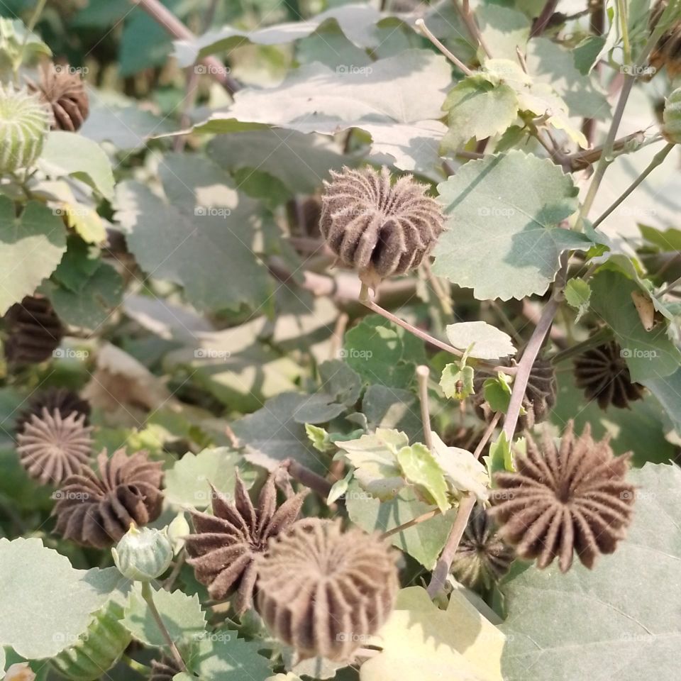 Abutilon indicum indicum | Species