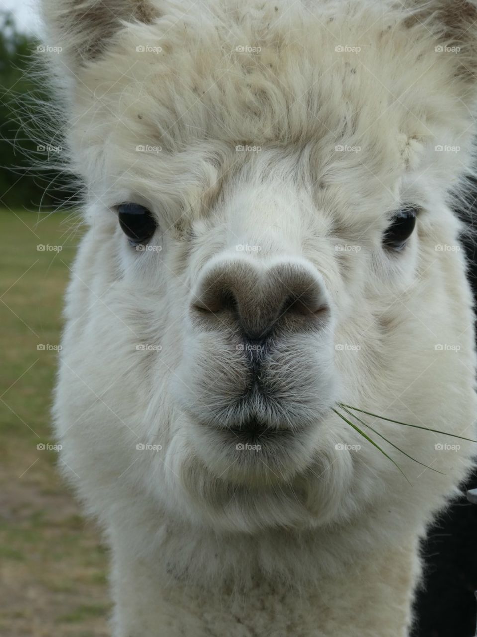 Alpaca Annie 