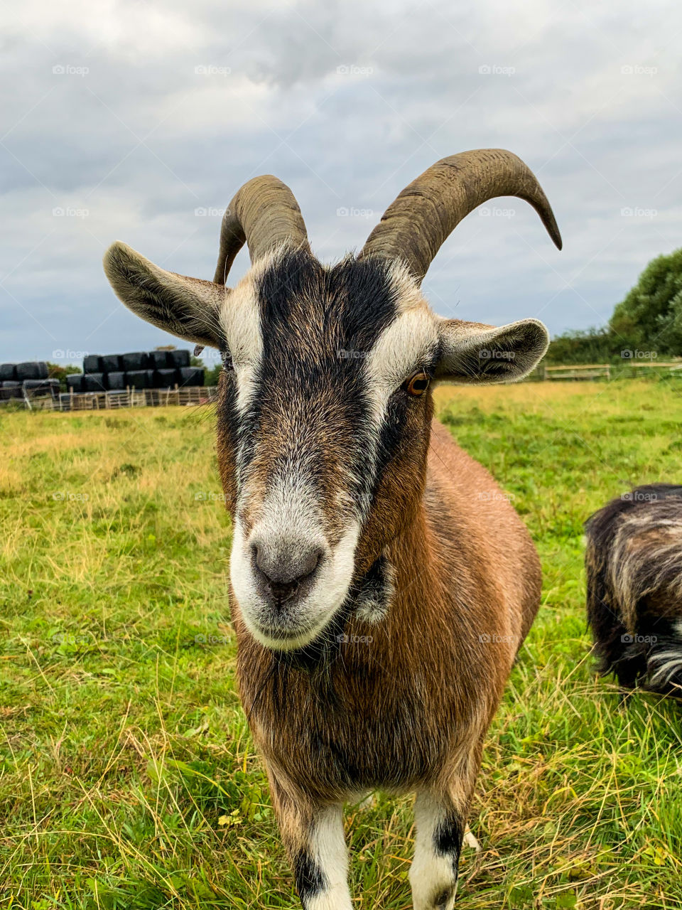 Friendly goat