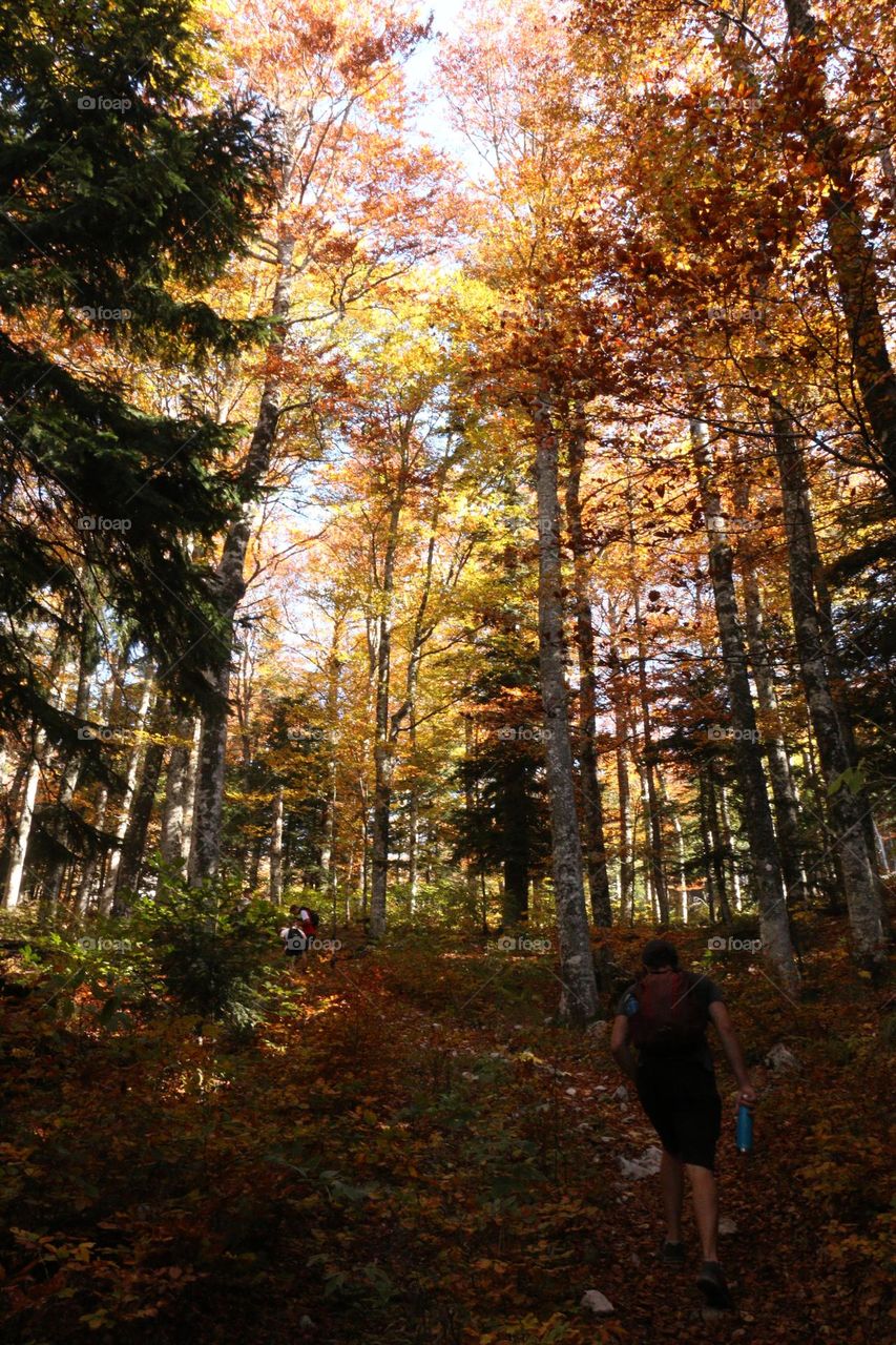 Une petite balade du dimanche en forêt durant l’automne 