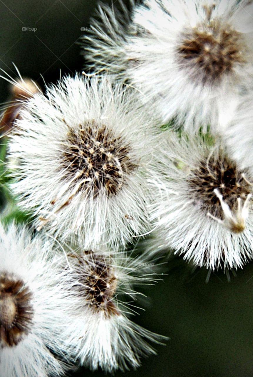 Como flocos de algodão