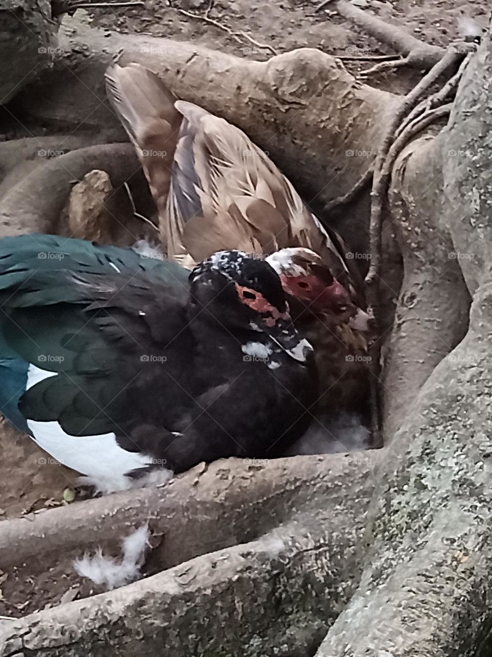 Patos juntos. Pareja de patos.