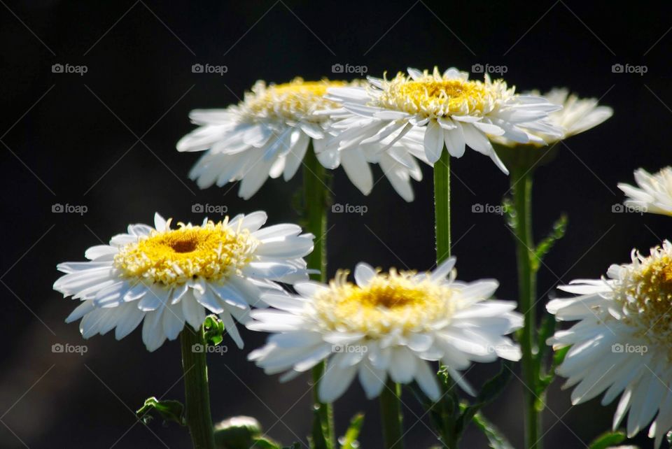 Delightfully Designed Daisys