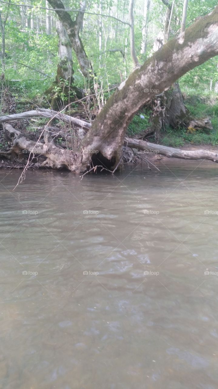 heart tree and creek