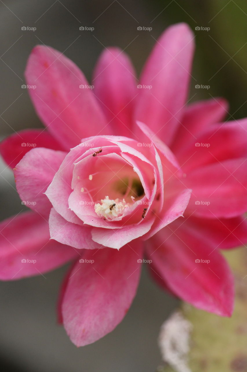 A close up of a pink flower on a succulent plant with little ants on it.