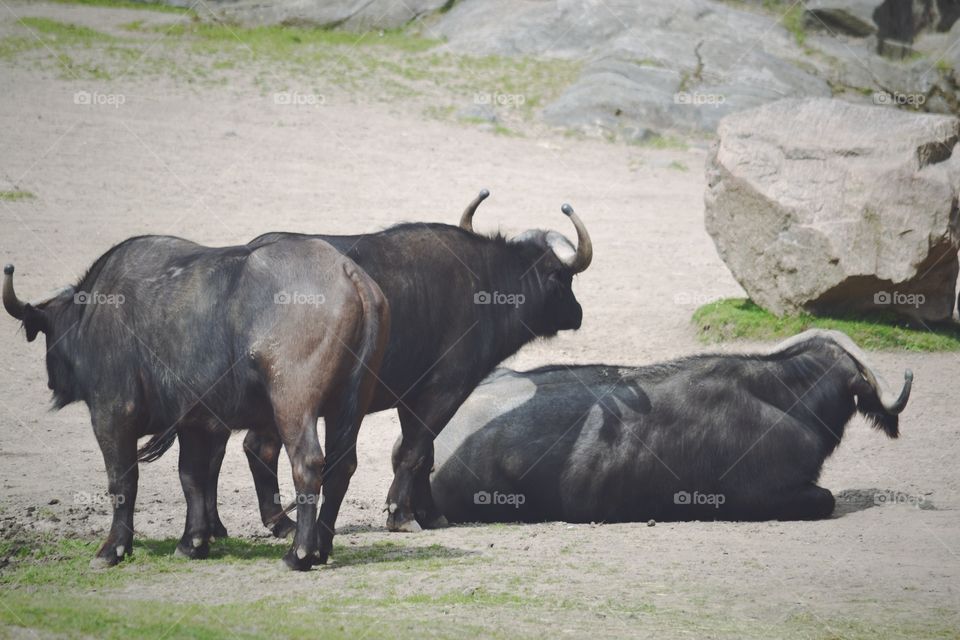 Water buffalo. A pack of water buffalos