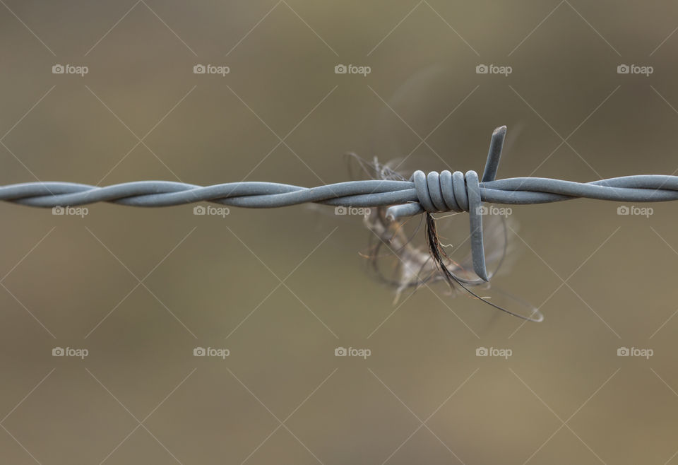 goats' hair caught in barbero wire