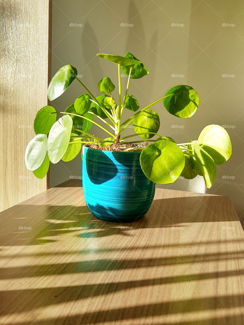 pilea plant in blue vase