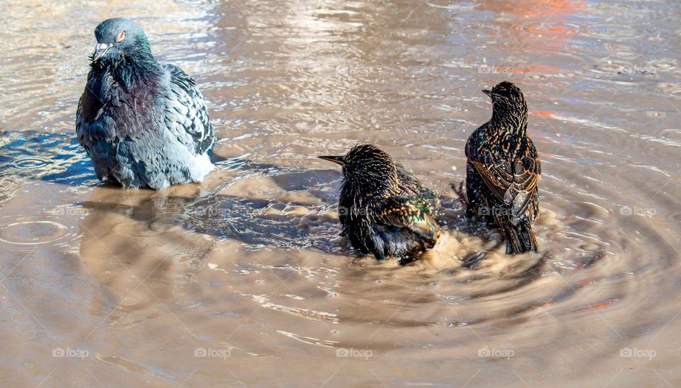 Bird bath in a puddle