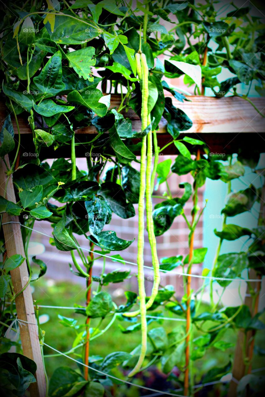 Beans on a vine