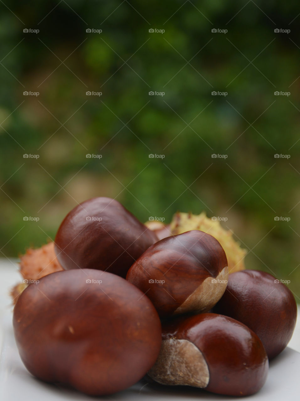 Chestnuts. burr of chestnuts