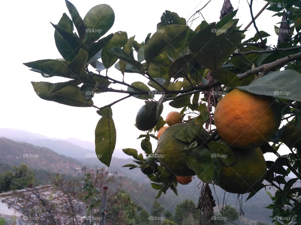 Malta - A Himalayan Citrus fruit.