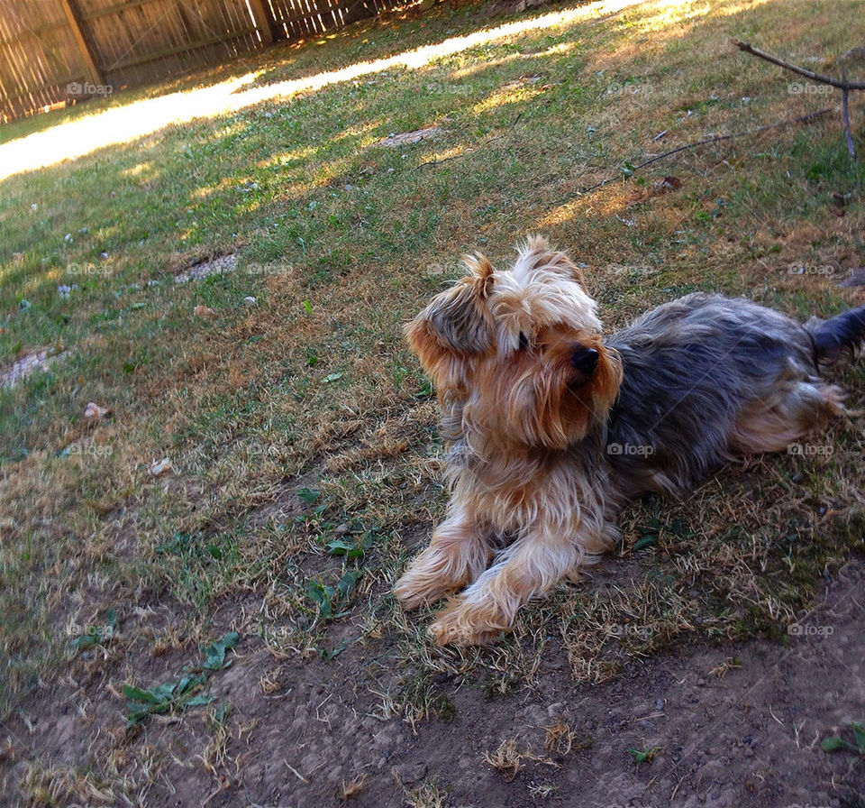 grass play dog animal by vickikl3