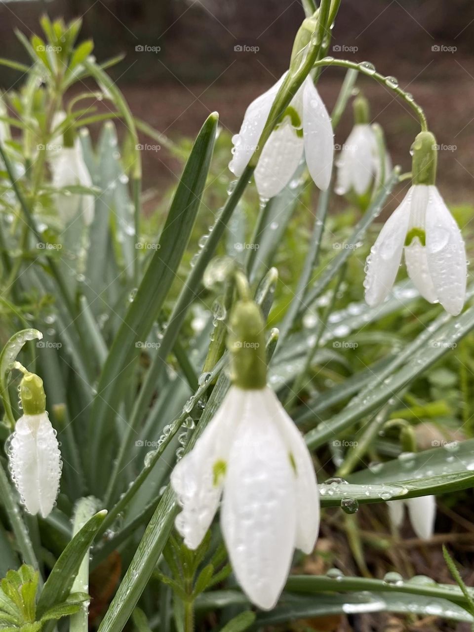 Snowdrops 
