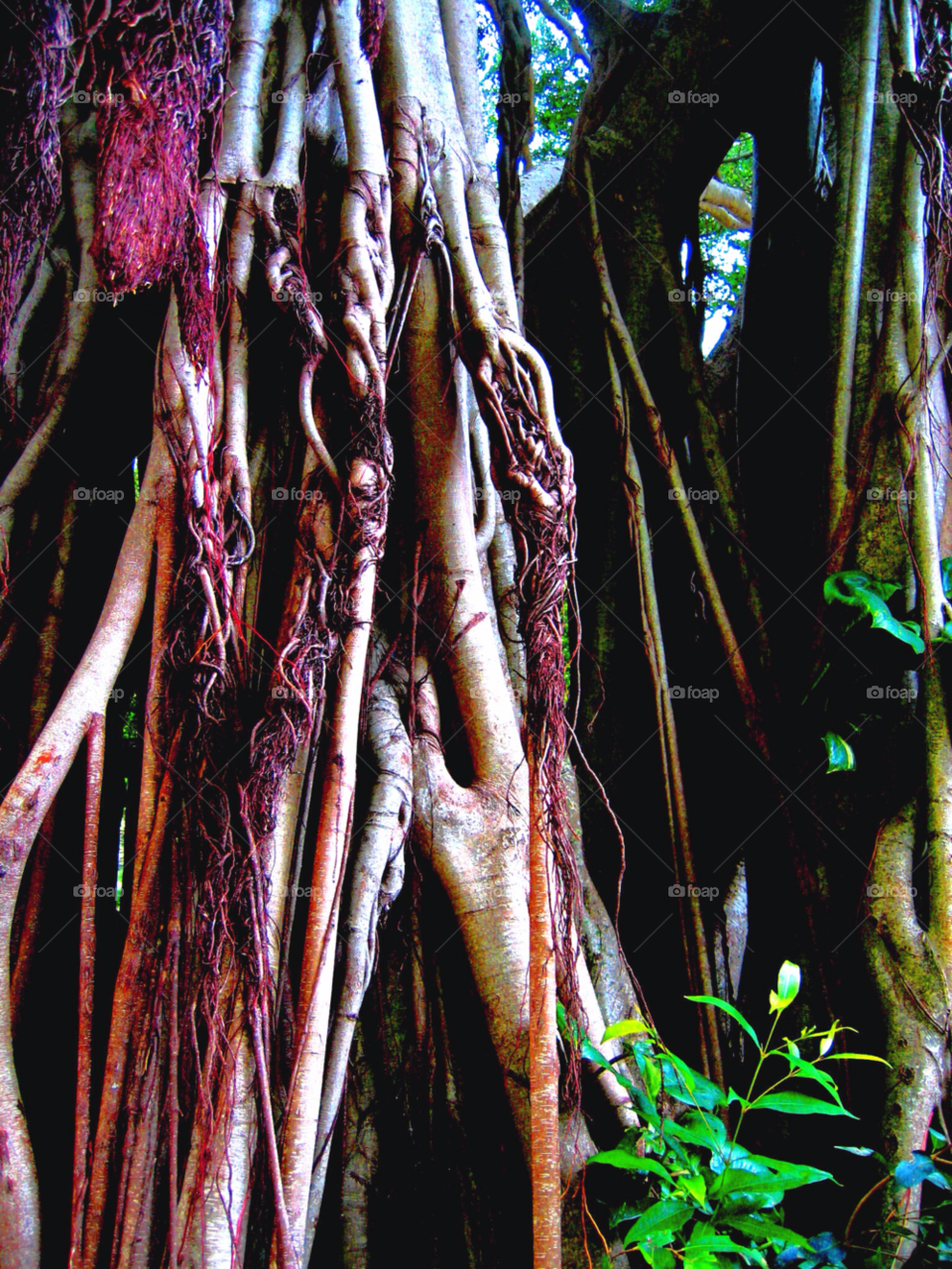 maui tree frightening impressive by stevehardley7