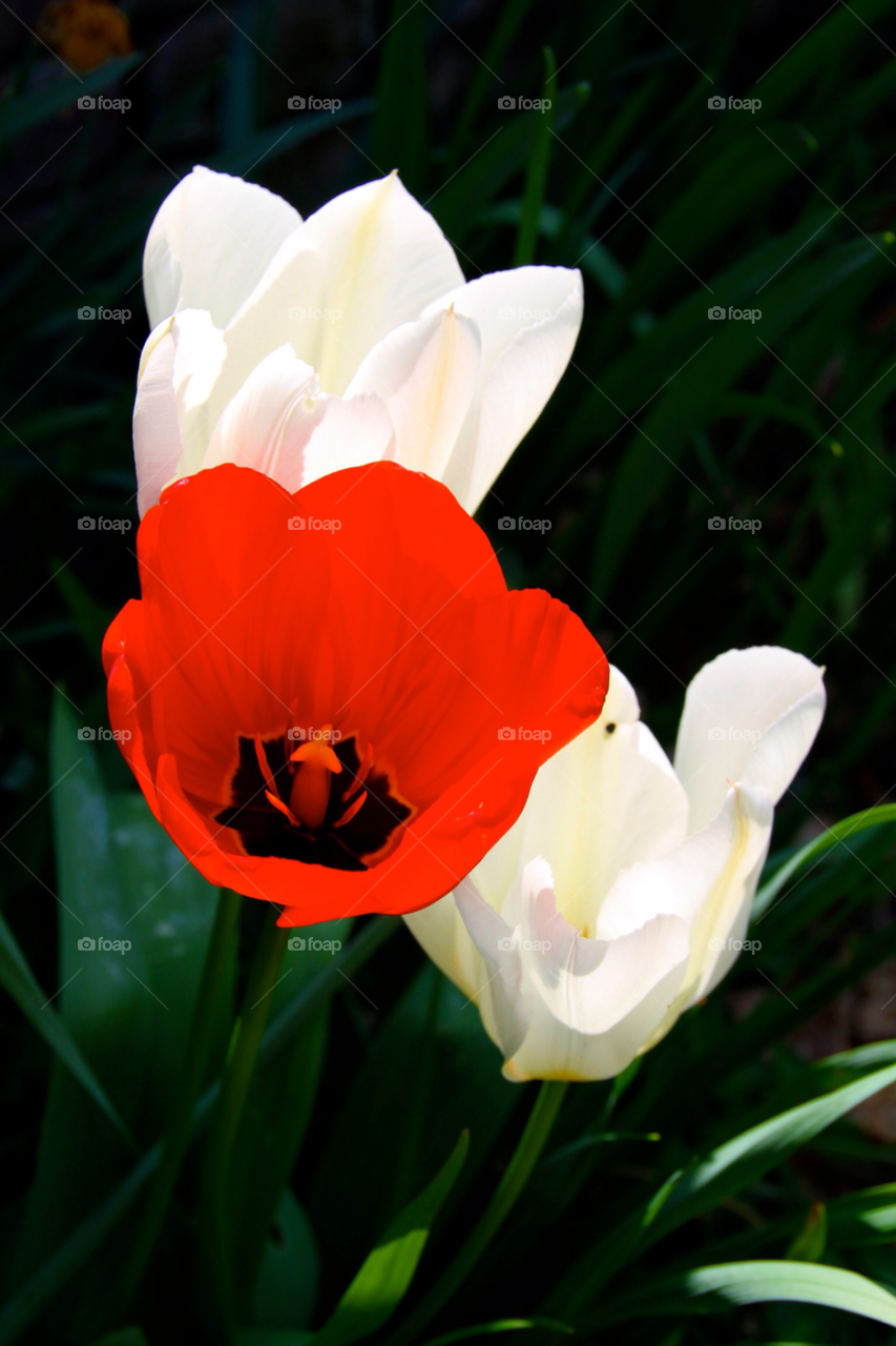 tulips red white flower trio tulip trio by gbp