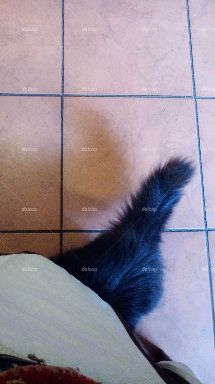 The black tail, café in Vyborg