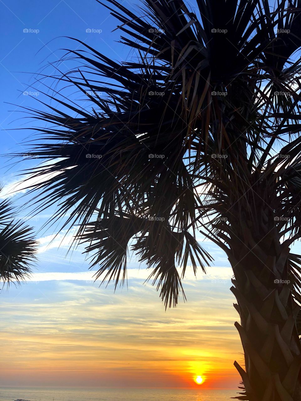 Palmetto Tree silhouetted by a beautiful sunrise over the Atlantic Ocean. 