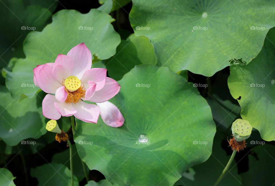 lotus