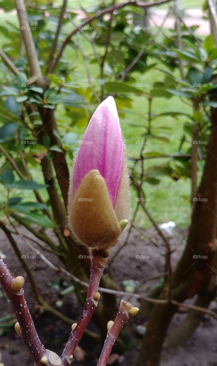 natur Blüte blühen Frühjahr rosa zart. knospe blooming