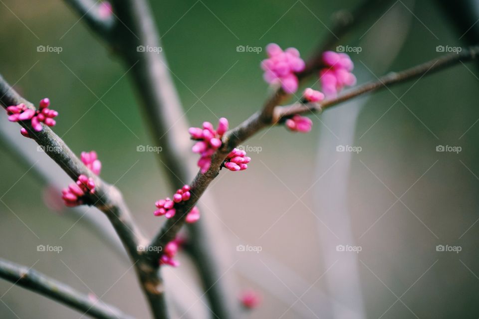 Flower, Tree, Nature, Branch, Cherry