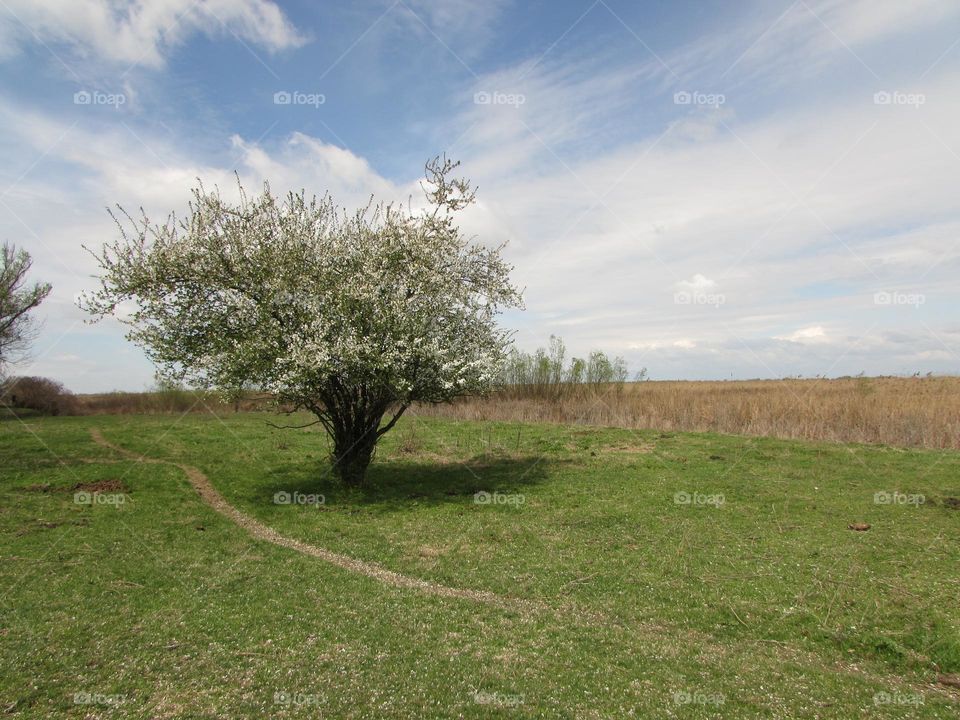 Spring landscape with blossoming tree and clouds