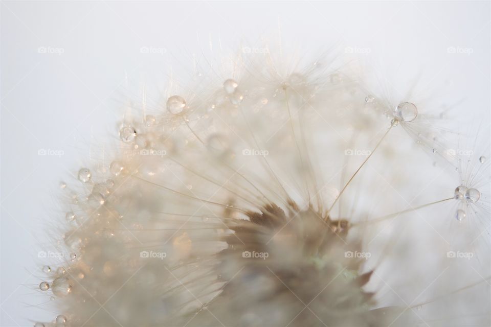 dried dandelions with water drops