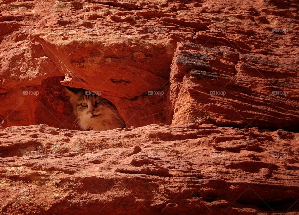 Cat under the red rock