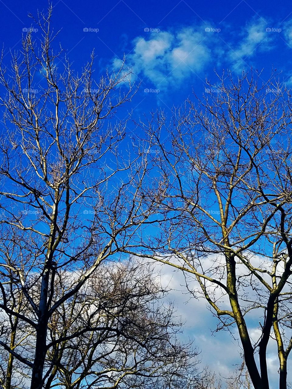 Trees under mostly clear skies in Bayside NY on a warm April evening