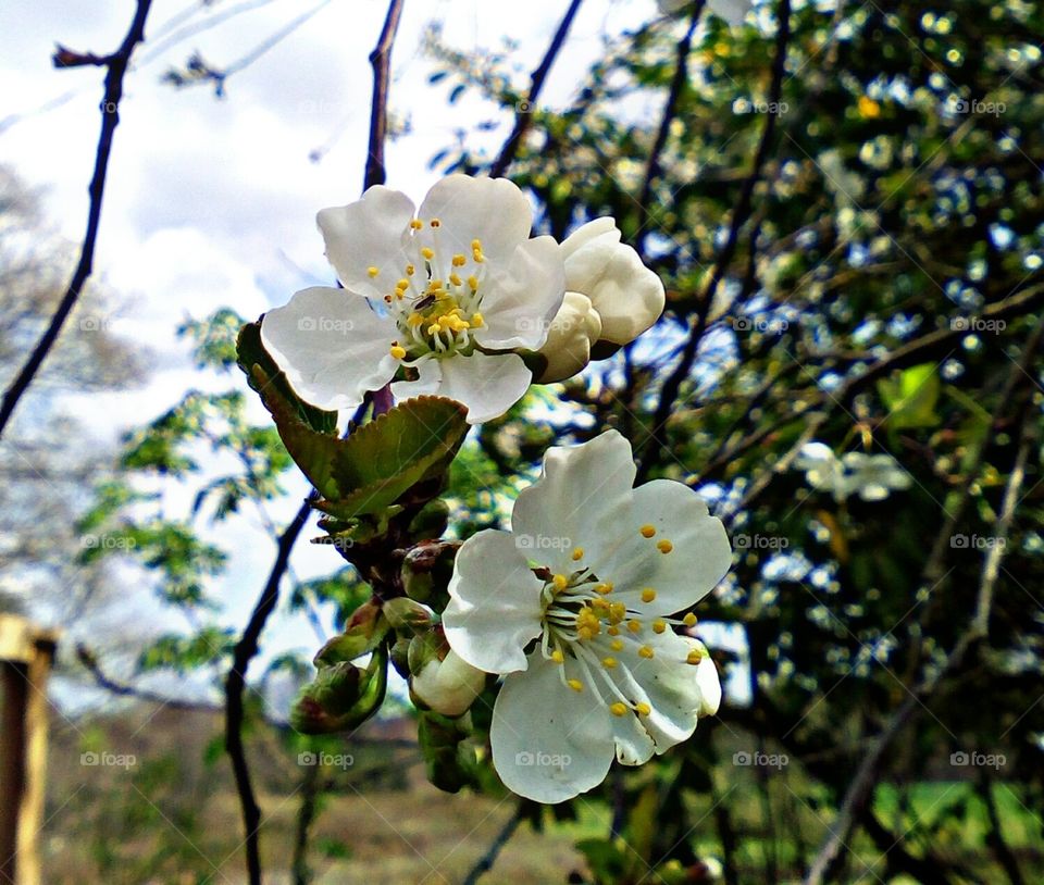 Flor de cerezo, explosión de primavera, insectos, naturaleza