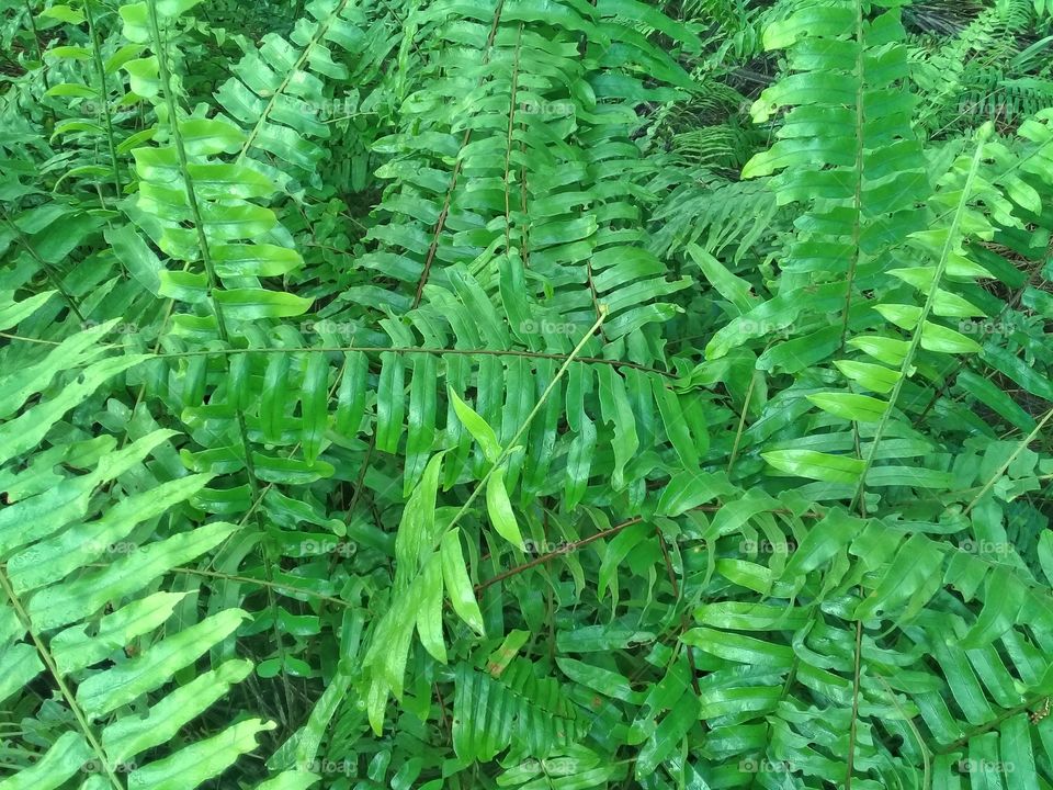 Useful plants nephrolepis