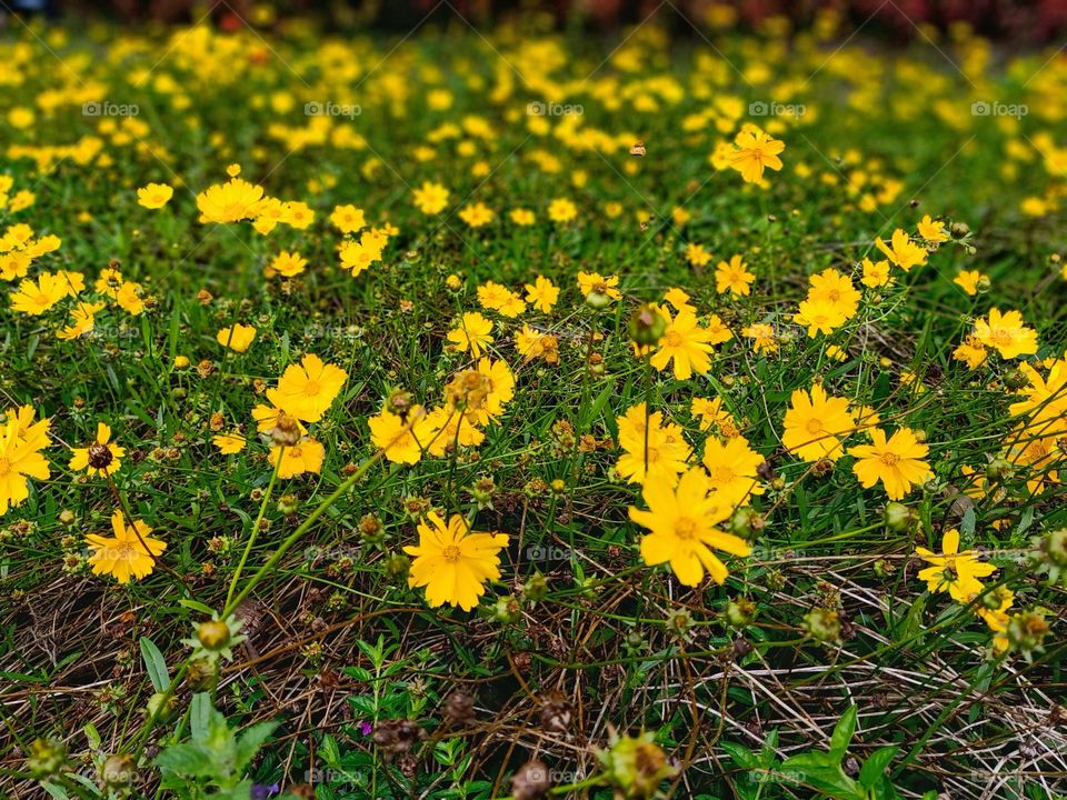 yellow flower