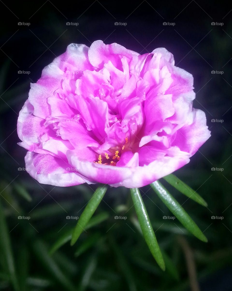 Moss Rose