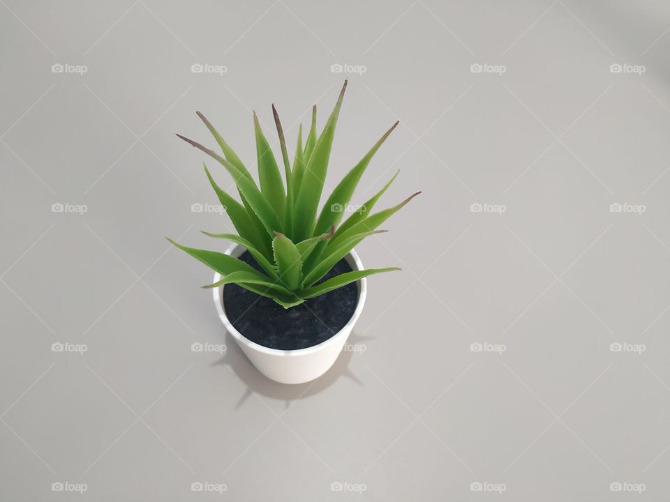 Green Three Pot
