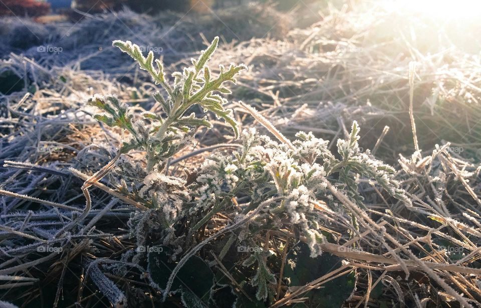 Weed in the Icy Dew