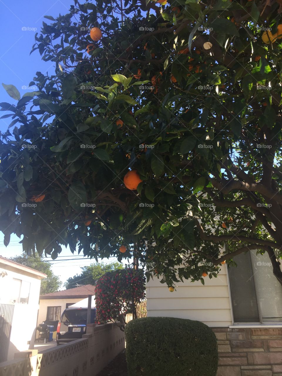 California orange tree
