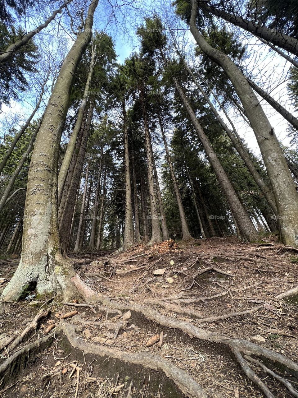 Trees and roots in the forest