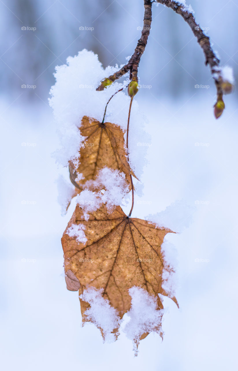 Forest in every season