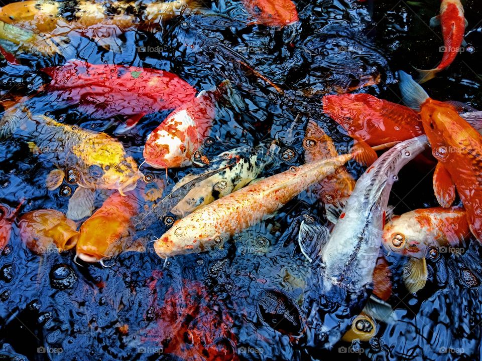 lovely koi fish at Shedd Aquarium
