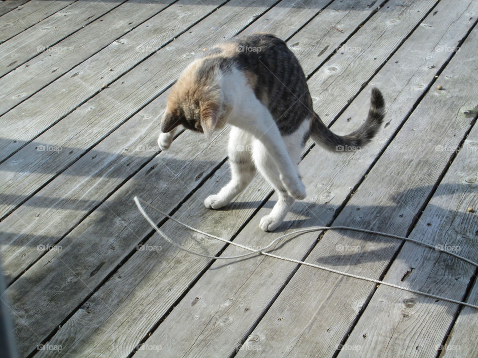 outdoors play fun cat by ashley77