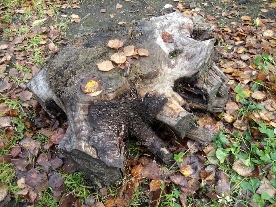 Tree stump