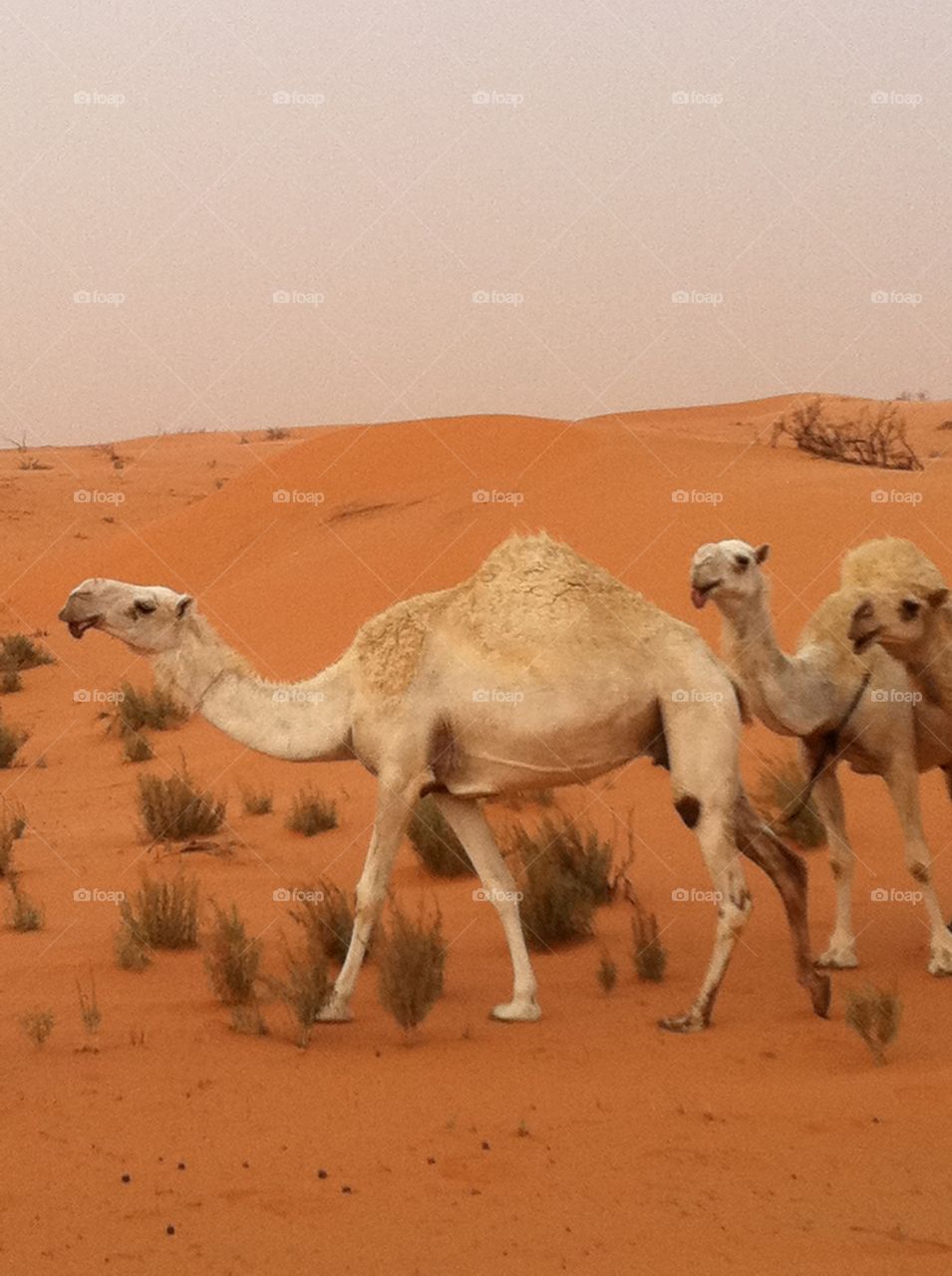 White camels walking in desert