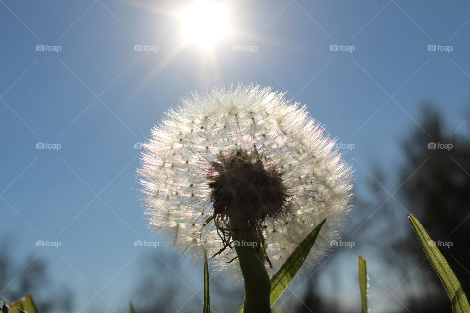 dandelion sunlight